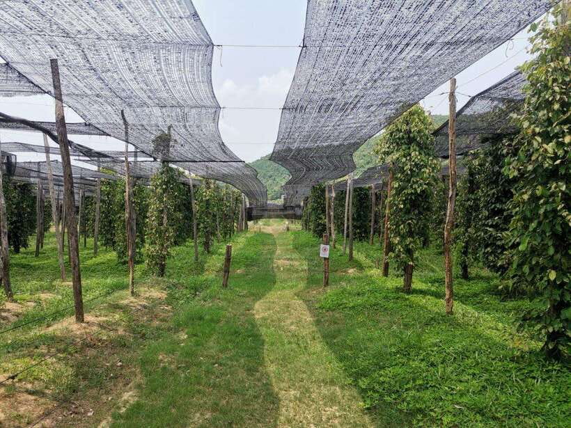 Kampot Pepper Farm Tour: Salt Fields, La Plantation & Cave - Salt fields: Kampot’s bright opening scene
