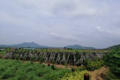 Pepper Farm Tours, Salt, Lake & Phnom Chhngok Temple