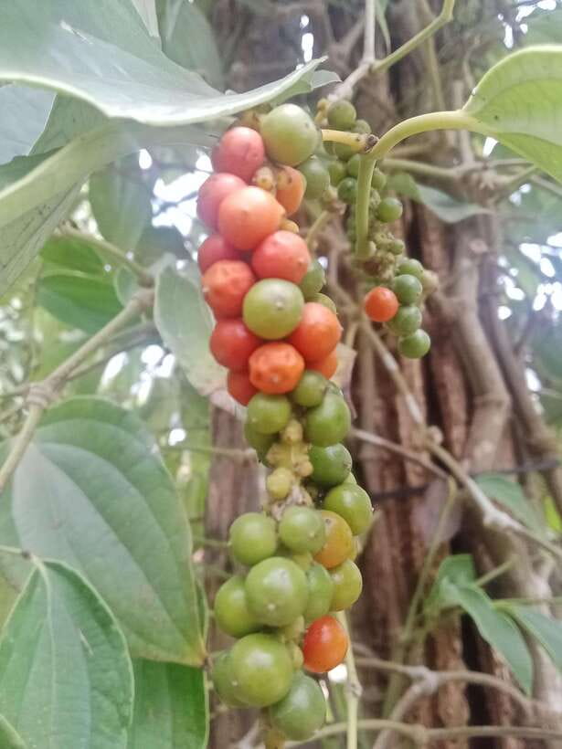 Kep town: Local tuk tuk to Countryside & Pepper farm - Why this five-hour tour works