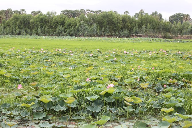 Killing Field & Paddy Rice Fields Tuk Tuk Adventure - Should you book the Killing Field and Paddy Rice Fields Adventure?