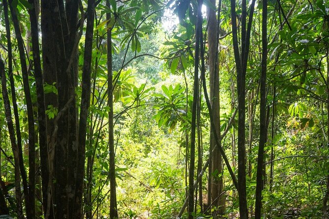 Kirirom National Park Private Day Tour from Phnom Penh - Driving up Kirirom for mountain and forest views