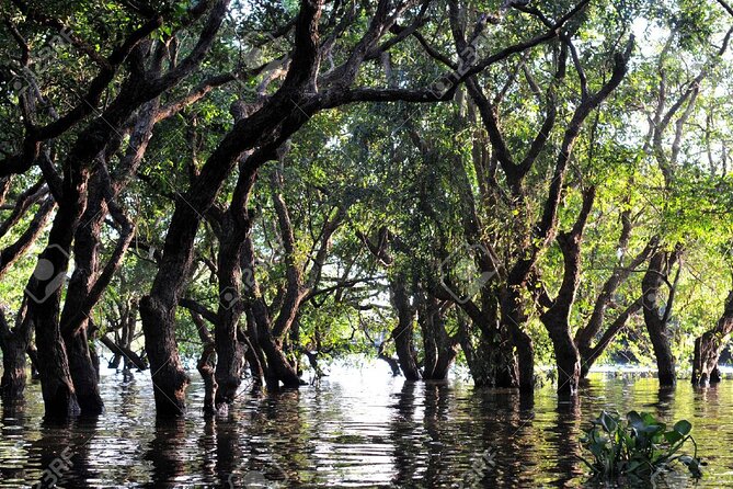Kompong Phluk Village Tonle Sap Lake Half-Day Tour From Siem Reap - The flooded forest by small boat