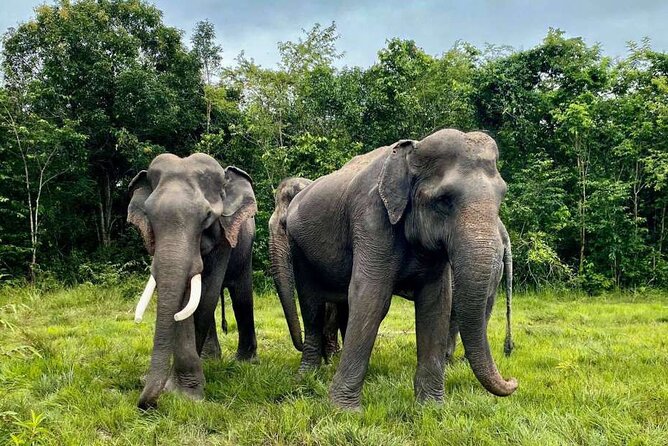 Kulen Elephant Forest and Tonle Sap Lake by Private Tour - Why this two-part day works