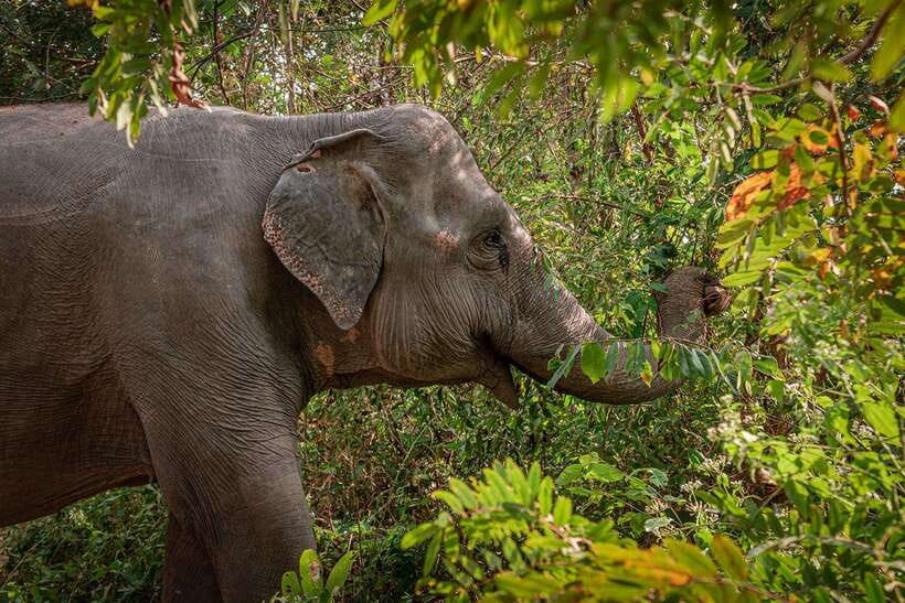 Kulen Elephant Forest Siem Reap in Small Group - Key points to know before you go