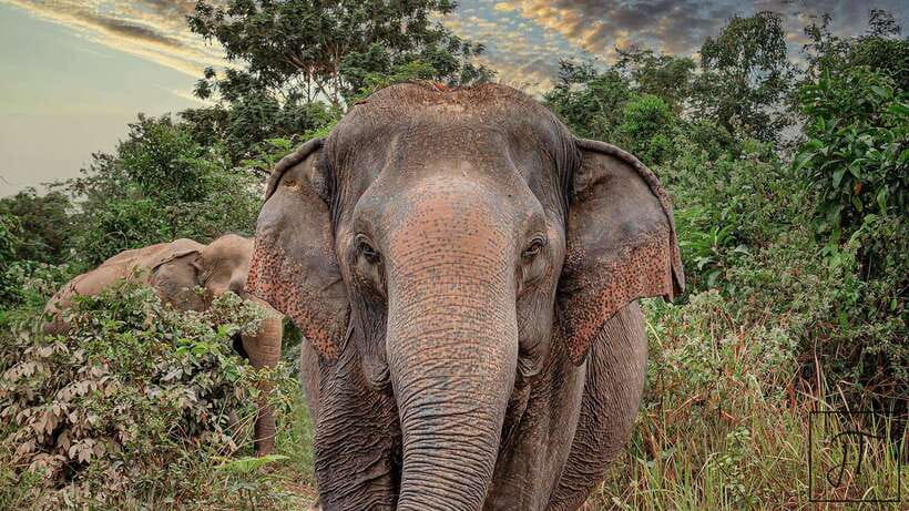 Kulen Elephant Forest Siem Reap in Small Group - The one-hour ride from Siem Reap