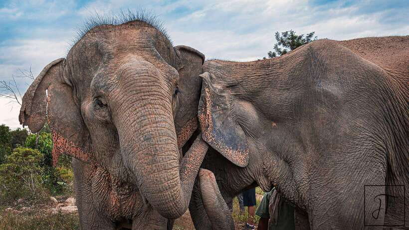 Kulen Elephant Forest Siem Reap in Small Group - Enrichment and the pond