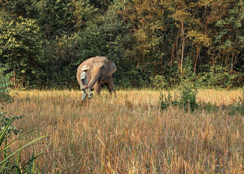Kulen Elephant Forest Siem Reap in Small Group - What $69 buys you