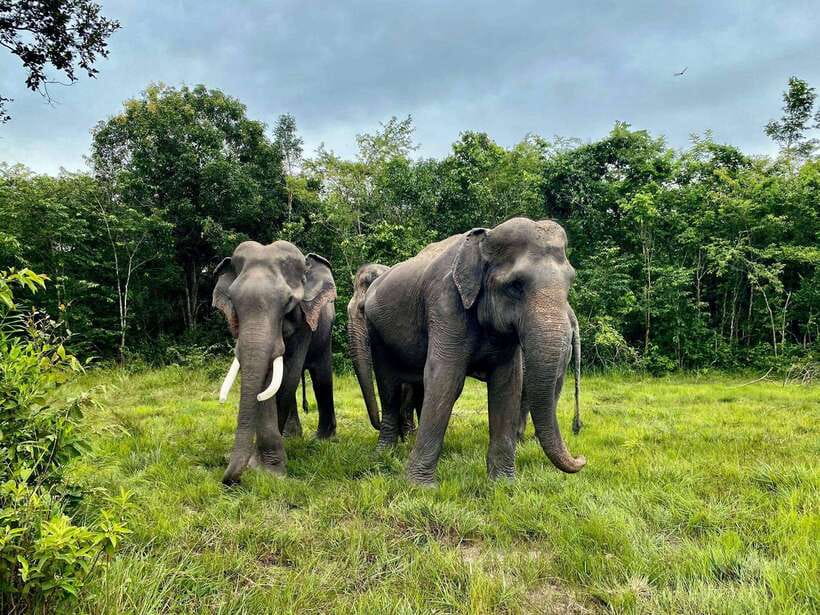 Kulen Elephant Forest Siem Reap in Small Group - Who will enjoy this visit most