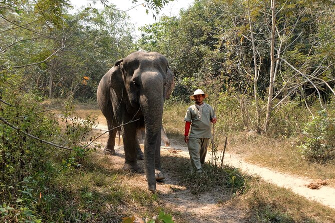 Kulen Elephant Forest & Tonlesap Lake - Meeting the elephants without a riding show