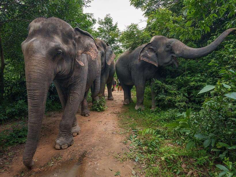 Kulen Elephant Forest Tour with Hotel Pick-up & Drop off - Leaving Siem Reap at 7:30 or 12:30