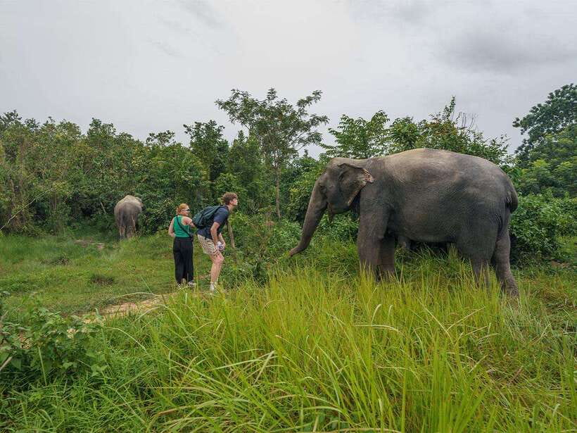 Kulen Elephant Forest Tour with Hotel Pick-up & Drop off - Lunch in the morning, snack in the afternoon