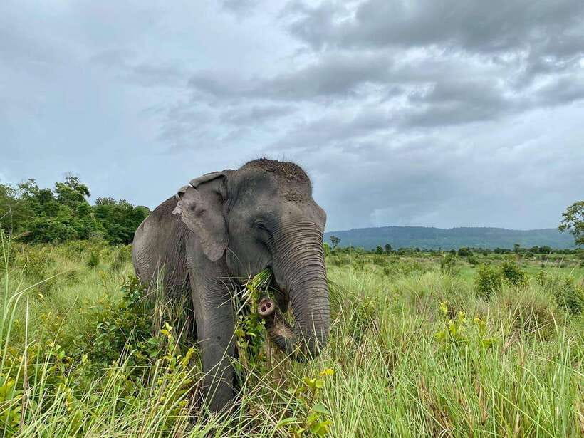 Kulen Elephant Forest Tour with Hotel Pick-up & Drop off - What the guides add to the day