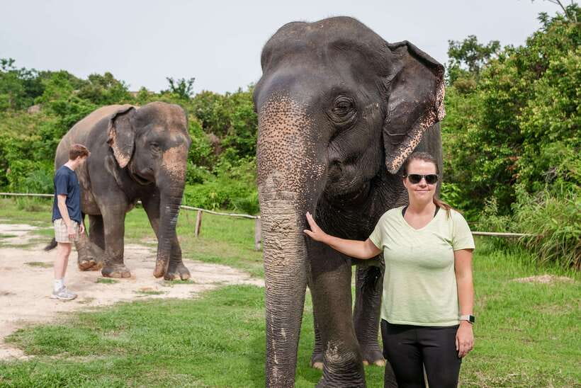 Kulen Elephant Forest Tour with Hotel Pick-up & Drop off - Meeting the elephants at Kulen Elephant Forest