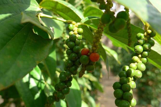 La Plantation tour (discovering Kampot Pepper) + Lunch - Key points to know before you go