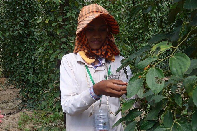 La Plantation tour (discovering Kampot Pepper) + Lunch - La Plantation sits between Kampot and Kep