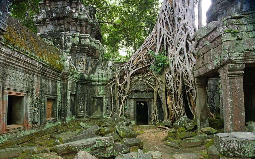 Local French Speaking Guide for Angkor Wat Day Tour - Ta Prohm and the jungle-covered ruins