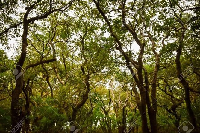 Mechrey Floating Village Tour & Mangrove from Siem Reap - Cruising the main lake