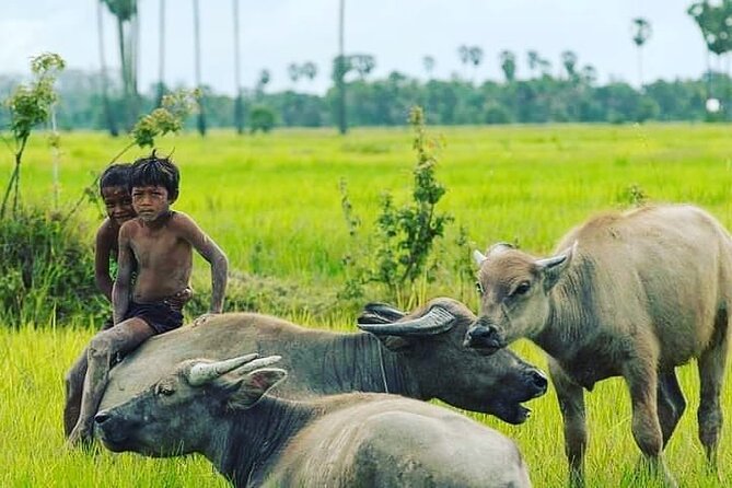 Morning Tour,Ak Phnom temple,Rice wine,Rice Paper, killing Field - Rice fields and bamboo sticky rice