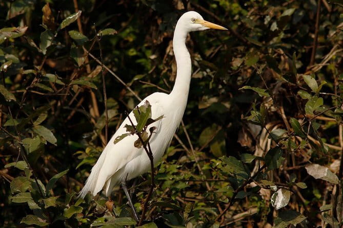 One Day Private Guide Tour to Prek Toal Biosphere - All Inclusive - Key points at a glance