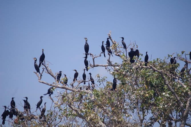 One Day Private Guide Tour to Prek Toal Biosphere - All Inclusive - From pelicans to adjutants: what you may see