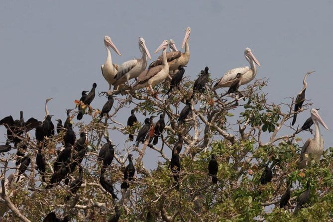 One Day Private Guide Tour to Prek Toal Biosphere - All Inclusive - The 7:30am departure from Siem Reap