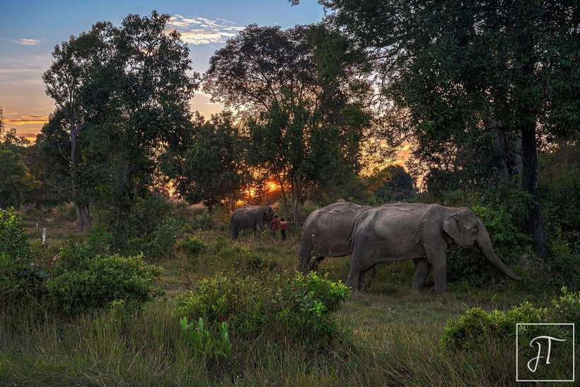 Phnom Kulen Park: Tour with Elephant Forest from Siem Reap - Guides, drivers, and the feel of the service