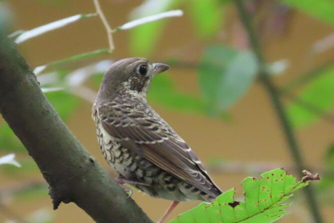 Phnom Penh Birding Experience and Brunch - Why this early start works in Phnom Penh