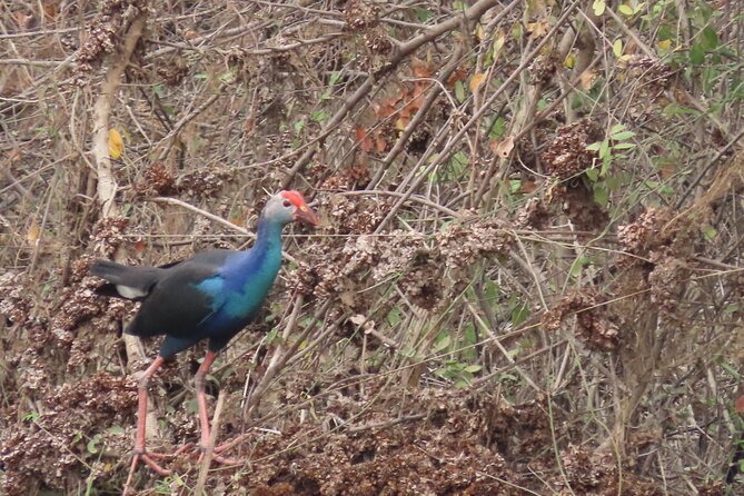 Phnom Penh Birding Experience and Brunch - Breakfast near Phsar Dek at 7:30 am