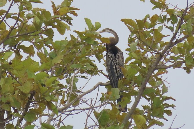 Phnom Penh Birding Experience and Brunch - Searching for the Cambodian Tailorbird