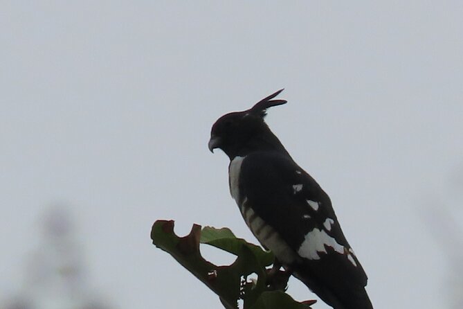 Phnom Penh Birding Experience and Brunch - The bird list: what makes it appealing
