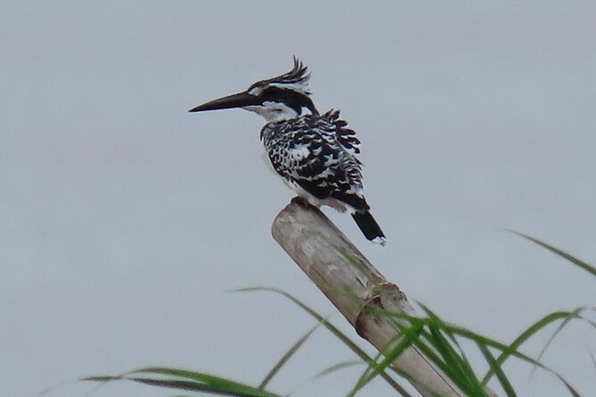 Phnom Penh Birding Experience and Brunch - What the guide and group size add