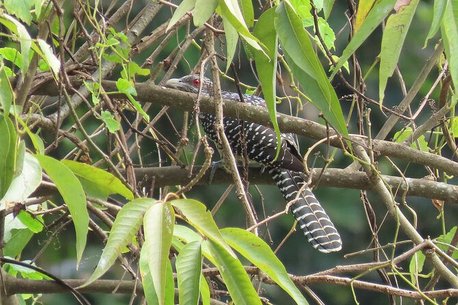 Phnom Penh Birding Experience and Brunch - First birding walk on 7NG Road