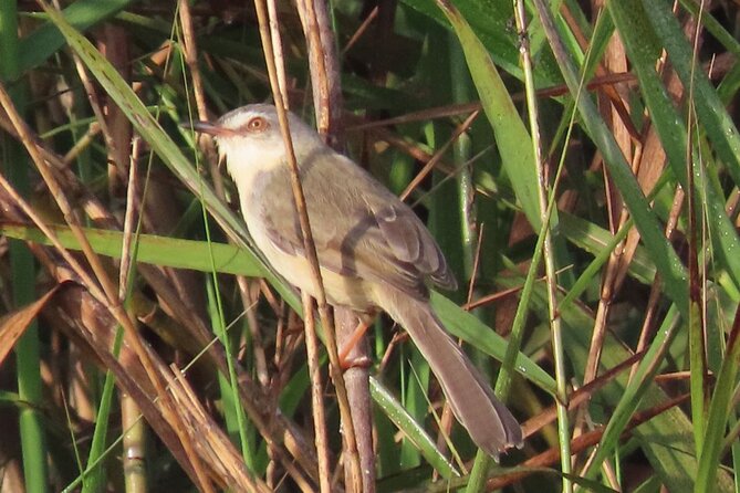 Phnom Penh & Kirirom National Park Birds Tour - Why this is a good Phnom Penh escape