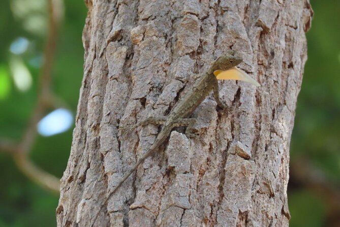 Phnom Penh & Kirirom National Park Birds Tour - Day one: lotus fields, rice country, and Chambok