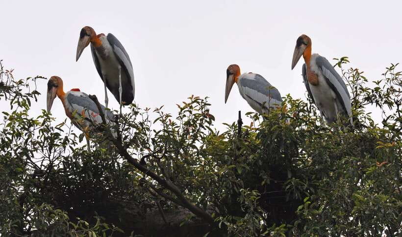 Prek Toal Bird Sanctuary and Great Lake Tour in Cambodia - A stop at the floating fish farm