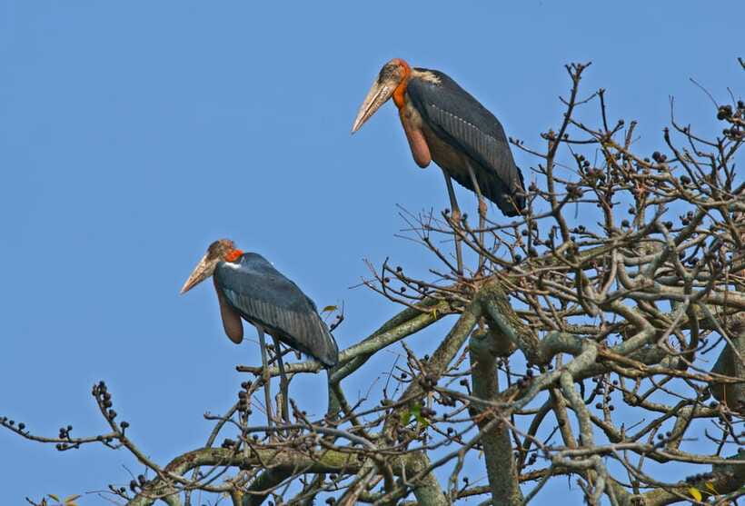 Prek Toal Bird Sanctuary and Great Lake Tour in Cambodia - Birding inside the Prek Toal Biosphere Reserve