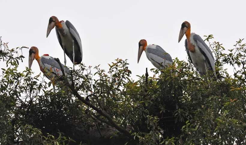 Prek Toal Bird Sanctuary and Great Lake Tour in Cambodia - Who will enjoy this nine-hour outing