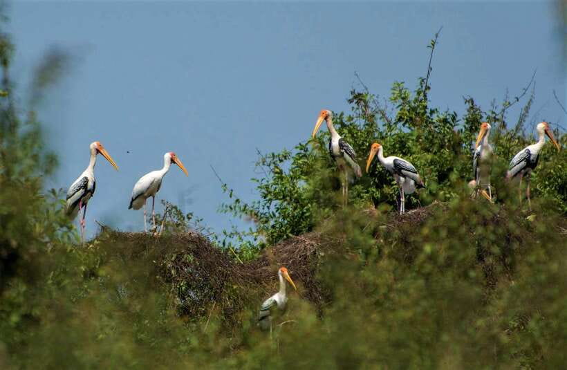 Prek Toal Birds Sanctuary & floating Village Private Tour - Guide quality and the private-tour advantage