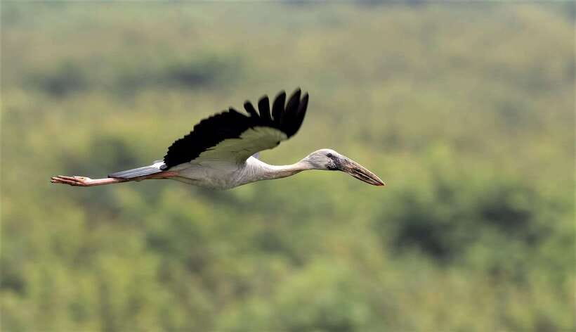 Prek Toal Birds Sanctuary & floating Village Private Tour - Why Prek Toal is worth the long ride