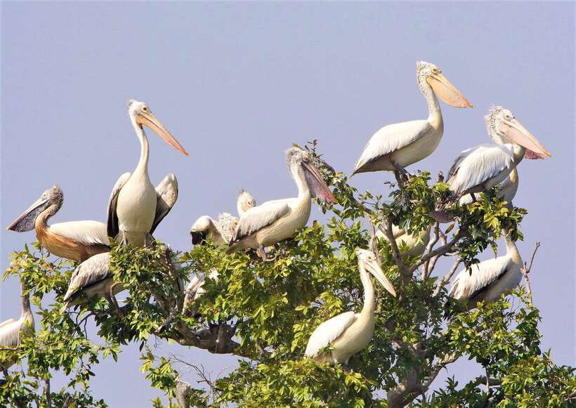 Prek Toal Birds Sanctuary & floating Village Private Tour - Crossing Tonle Sap by wooden boat