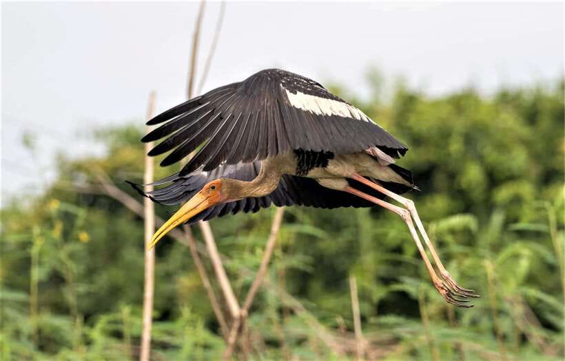 Prek Toal Birds Sanctuary & floating Village Private Tour - Two hours inside the Tonle Sap Biosphere Reserve