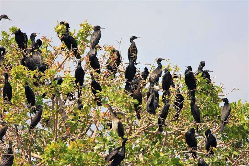 Prek Toal Birds Sanctuary & floating Village Private Tour - What the $179 price includes