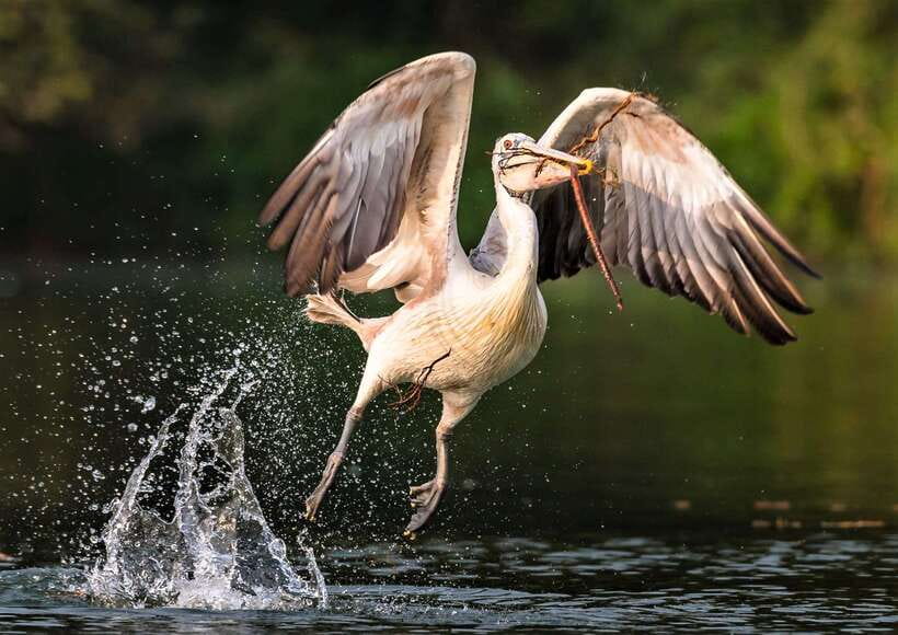 Prek Toal Birds Sanctuary & floating Village Private Tour - A private start from Siem Reap