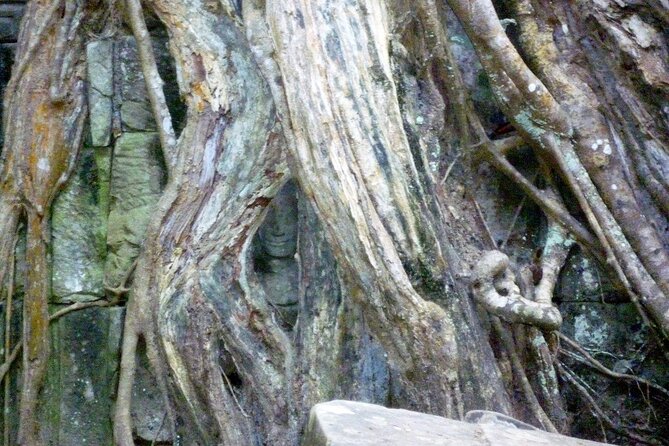 Private Angkor Wat Day Tour - Best of Angkor - Ta Prohm and the power of a jungle setting