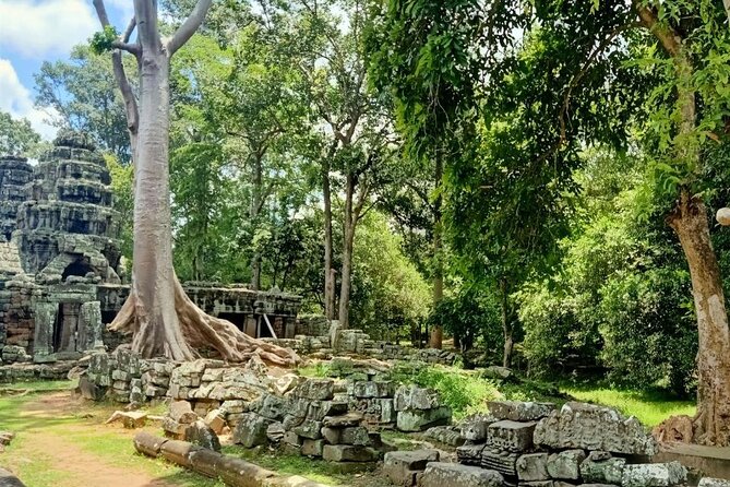 Private Angkor Wat Guided Sunset Tour - Ta Prohm and the jungle setting