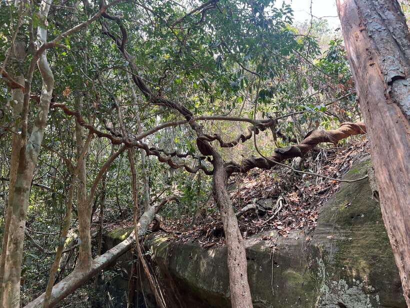 Private Bonteay Srei, Kbal Spean and Beng Mealear Tour - Beng Mealea and the Indiana Jones atmosphere