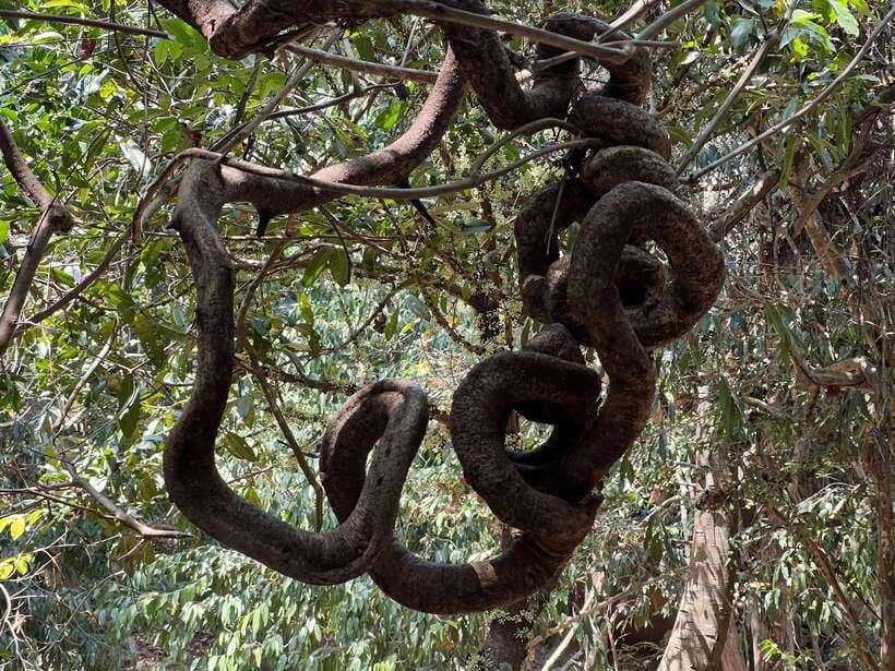 Private Bonteay Srei, Kbal Spean and Beng Mealear Tour - Why the private car matters over eight hours
