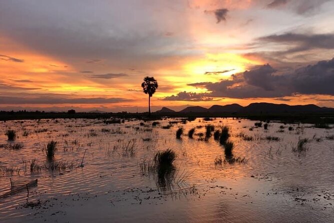 Private Full Day Tuk Tuk Tour in Battambang - The bamboo train through rice fields