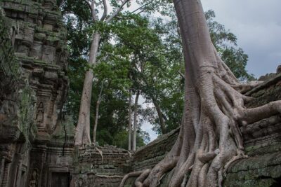 Private Siem Reap Airport Transfer to hotel in town