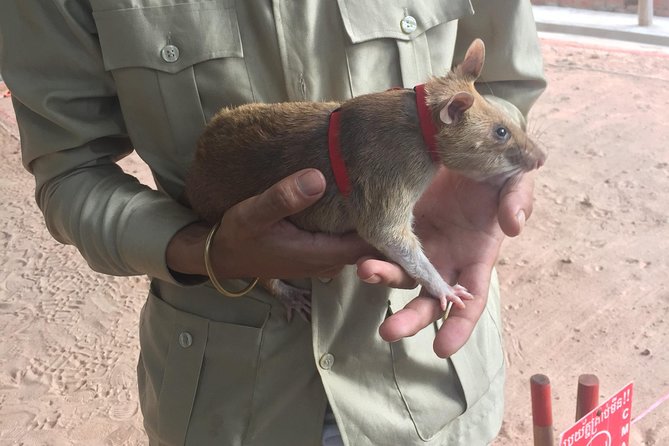 Private Tour: HERO Rats & Angkor National Museum - Why this Siem Reap tour is worth considering